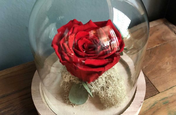 kado-flower-design-rosa-stabilizzata