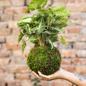 Kokedama