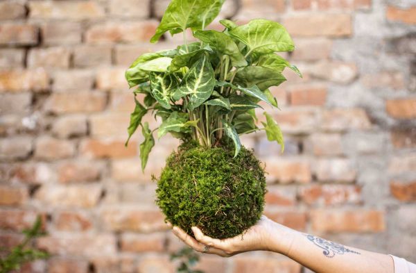 10-kado-flower-design-PIANTE-VERDI-KOKEDAMA-1 10-kado-flower-design-PIANTE-VERDI-KOKEDAMA-1