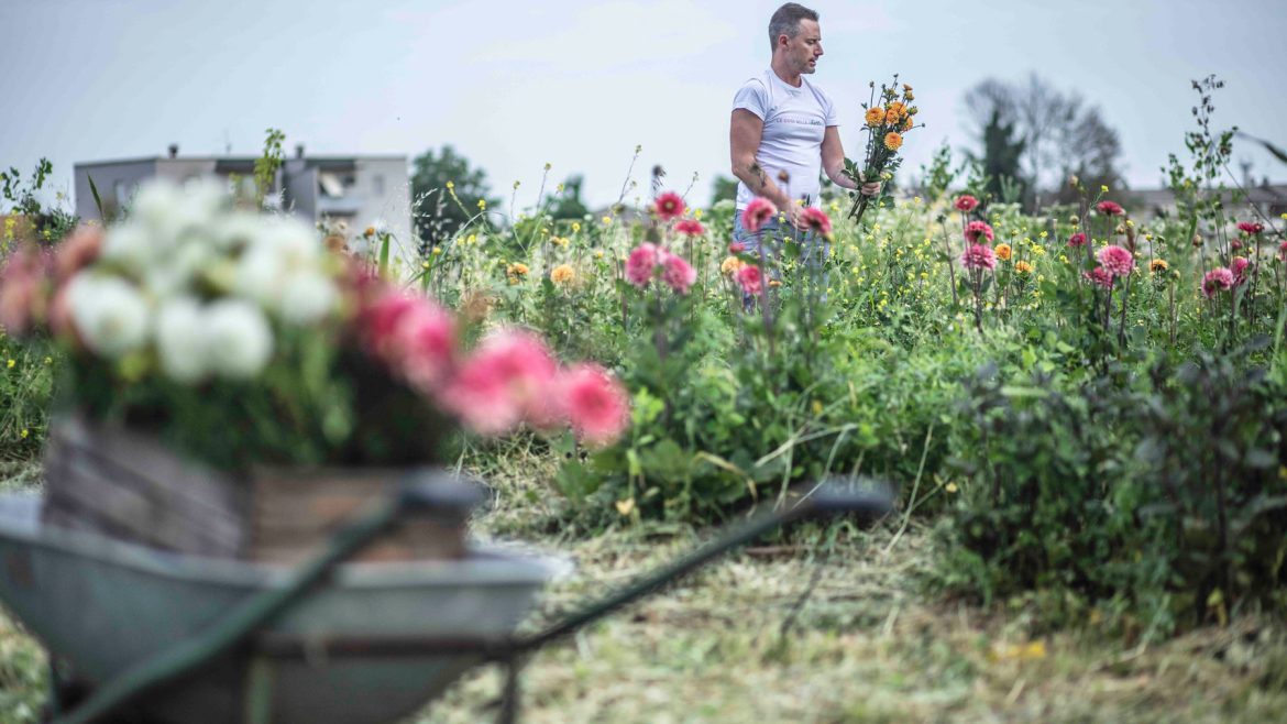 Daniele di Kadò raccoglie nel campo i fiori della flower farm