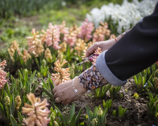 Kado-flower-farm-design-fiori-piacenza-autoraccolta-3 Kado-flower-farm-design-fiori-piacenza-autoraccolta-3