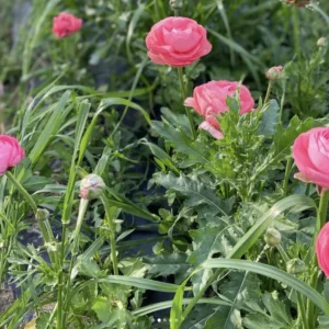 Kado-flower-farm-design-fiori-piacenza-autoraccolta-4 copia Kado-flower-farm-design-fiori-piacenza-autoraccolta-4 copia