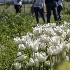 Kado-flower-farm-design-fiori-piacenza-autoraccolta-5 Kado-flower-farm-design-fiori-piacenza-autoraccolta-5