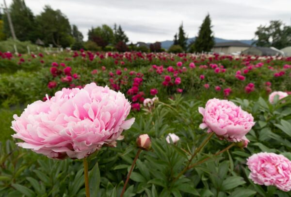 peonie-campo-unsplash-leslie-cross peonie-campo-unsplash-leslie-cross
