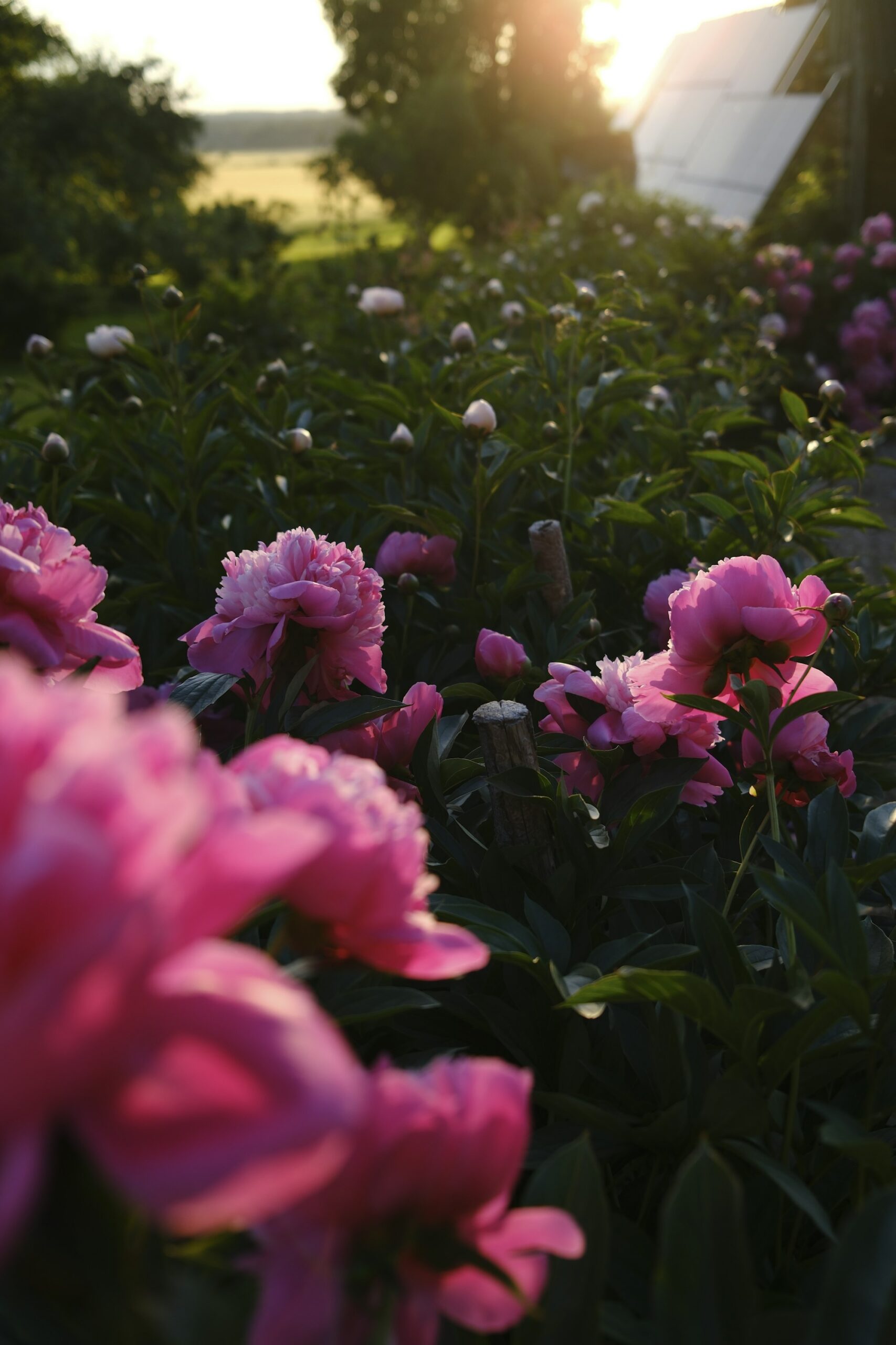 Peonie rosa al tramonto